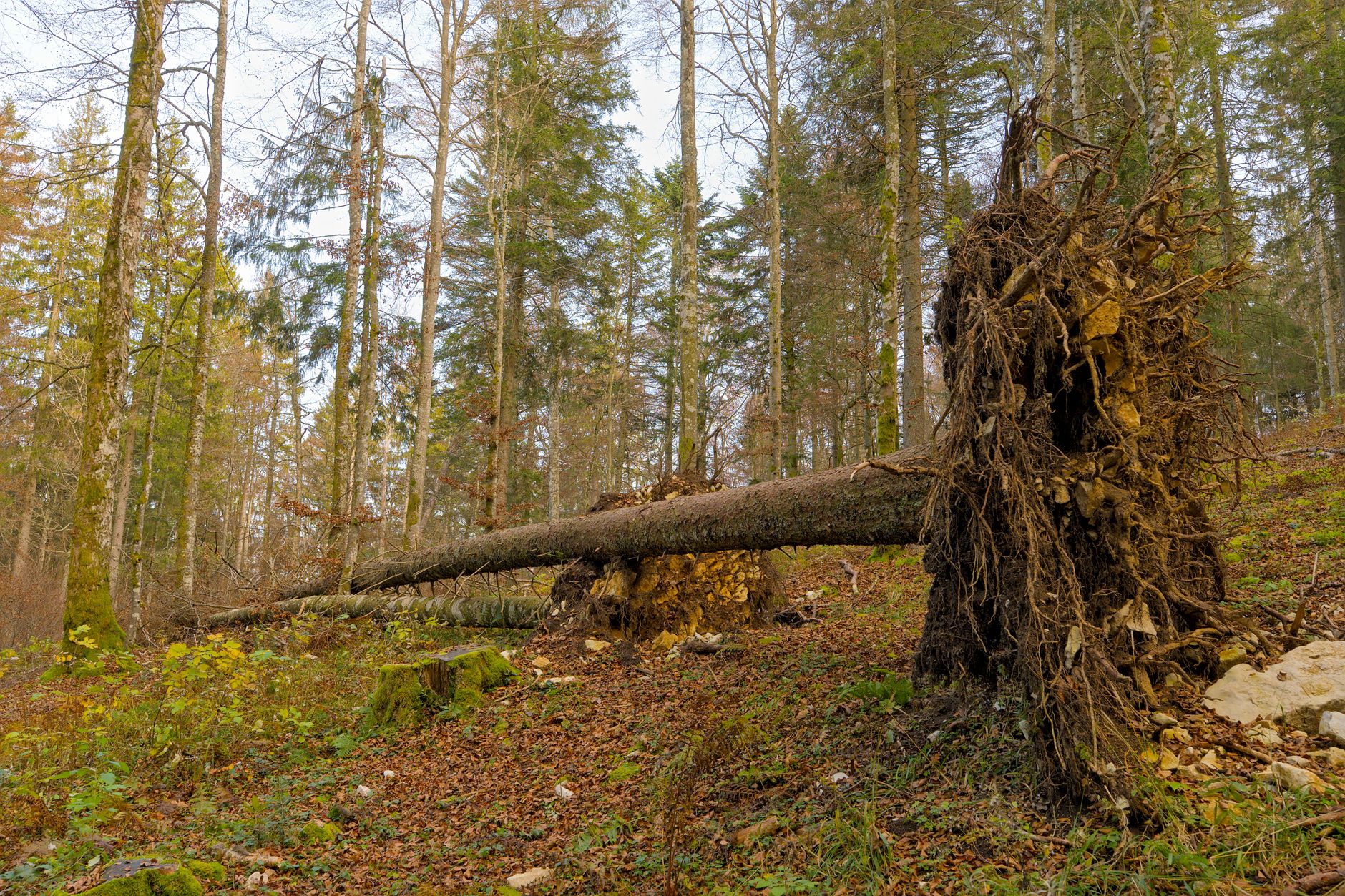 Enlèvement arbre urgence à Paris